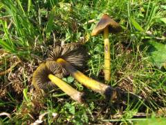 Hygrocybe conica