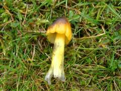 Hygrocybe conica