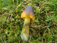 Hygrocybe conica