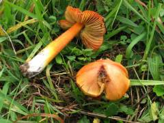 Hygrocybe conica