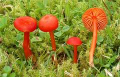 Hygrocybe helobia