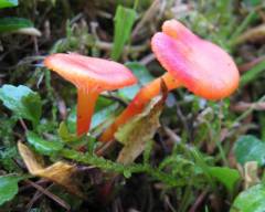 Hygrocybe insipida