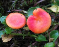 Hygrocybe insipida