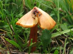 Hygrocybe nigrescens