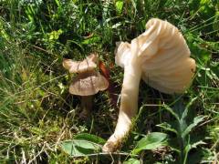 Hygrocybe nitrata