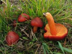 Hygrocybe punicea