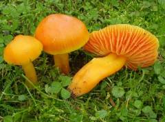 Hygrocybe quieta