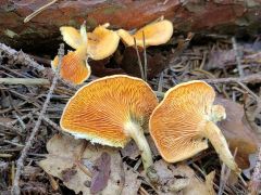 Hygrophoropsis aurantiaca