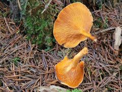 Hygrophoropsis aurantiaca