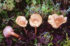 Hygrophoropsis rufescens