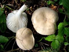 Hygrophorus agathosmus