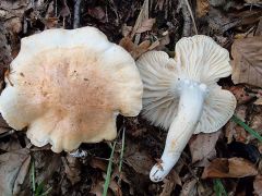 Hygrophorus arbustivus