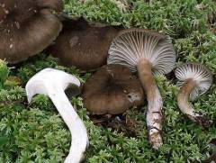 Hygrophorus camarophyllus