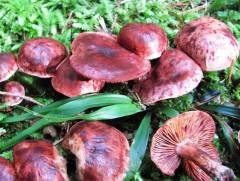 Hygrophorus capreolarius