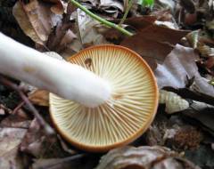 Hygrophorus cossus