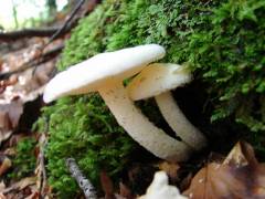 Hygrophorus eburneus