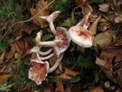 Hygrophorus erubescens