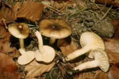 Hygrophorus hypothejus