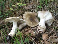 Hygrophorus latitabundus