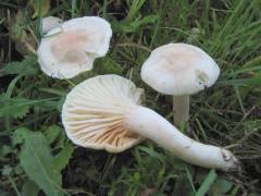 Hygrophorus leucophaeus