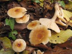 Hygrophorus lindtneri