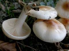 Hygrophorus lindtneri