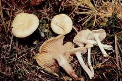 Hygrophorus lucorum