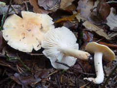 Hygrophorus nemoreus