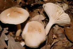 Hygrophorus nemoreus