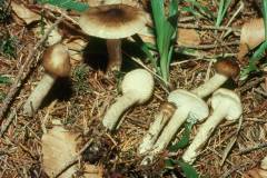 Hygrophorus olivaceoalbus