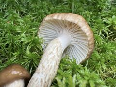 Hygrophorus olivaceoalbus