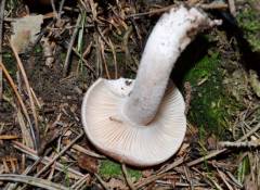 Hygrophorus persicolor