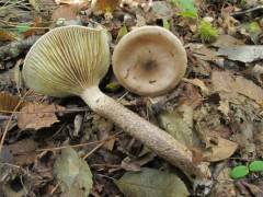 Hygrophorus persoonii