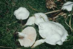 Hygrophorus piceae