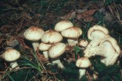 Hygrophorus poetarum