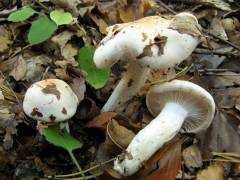 Hygrophorus poetarum