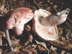 Hygrophorus russula