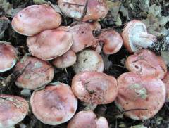 Hygrophorus russula