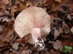 Hygrophorus russula