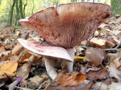 Hygrophorus russula