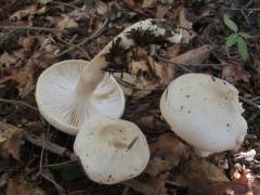 Hygrophorus spodoleucus