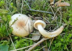 Hygrophorus unicolor