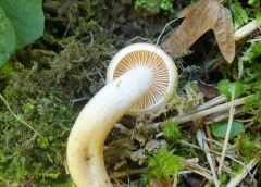 Hygrophorus unicolor