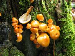 Hypholoma capnoides