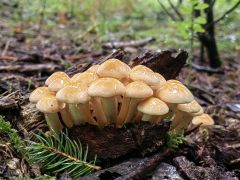 Hypholoma fasciculare