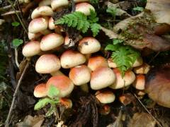 Hypholoma lateritium