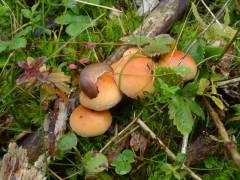 Hypholoma lateritium