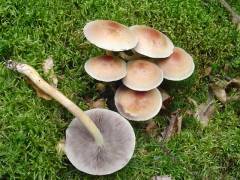 Hypholoma lateritium