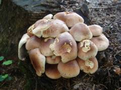 Hypholoma lateritium