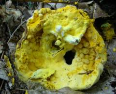 Hypomyces chrysospermus